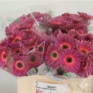 Gerbera Purple Wonder 50 cm – produkt Uviažto