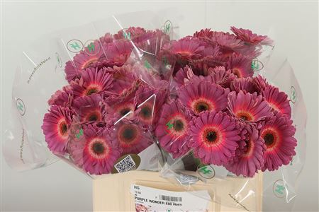 Gerbera Purple Wonder 50 cm – produkt Uviažto