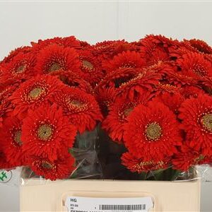 Gerbera Pomp Amore 50 cm – produkt Uviažto