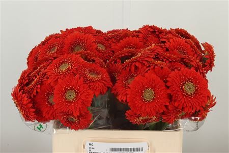 Gerbera Pomp Amore 50 cm – produkt Uviažto