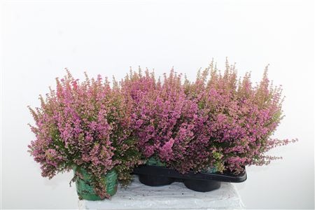 Erica Beauty Queen Pink Erica Beauty Queen Pink – produkt Uviažto