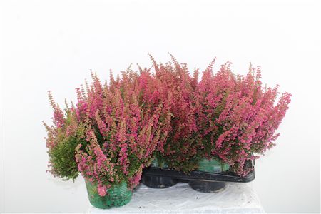 Erica Beauty Queen Red Erica Beauty Queen Red – produkt Uviažto