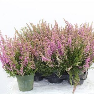 Erica Beauty Queen Pink – produkt Uviažto