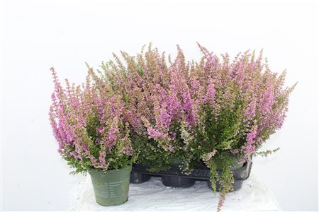 Erica Beauty Queen Pink Erica Beauty Queen Pink – produkt Uviažto