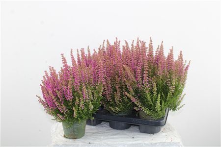 Erica Beauty Queen Dark Pink Erica Beauty Queen Dark Pink – produkt Uviažto