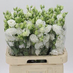 Eustoma Celebrich White 70 cm