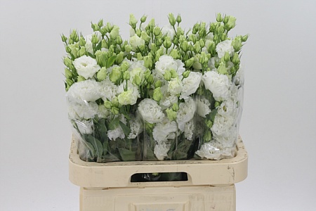 Eustoma Celebrich White 70 cm Eustoma Celebrich White 70 cm – produkt Uviažto