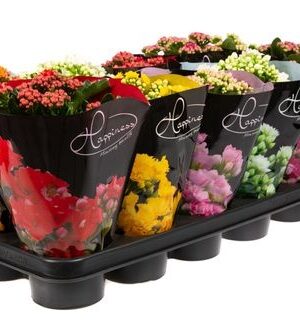 Kalanchoe Double Mix Hapiness – produkt Uviažto