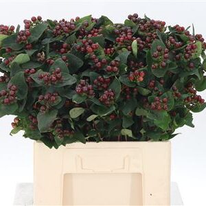 Hypericum Coco Montana Spray 60 cm – produkt Uviažto