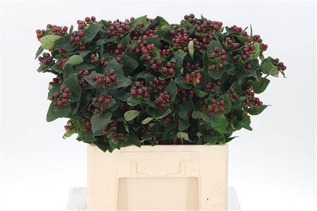 Hypericum Coco Montana Spray 60 cm – produkt Uviažto