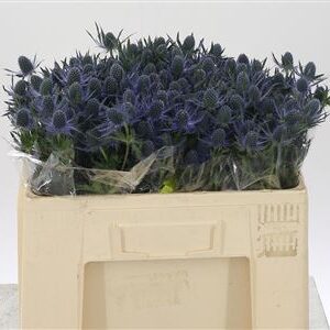 Eryngium Mag Blue Lagoon 50 cm – produkt Uviažto