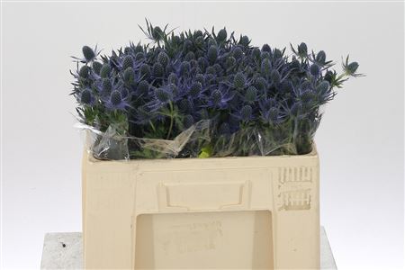 Eryngium Mag Blue Lagoon 50 cm Eryngium Mag Blue Lagoon 50 cm – produkt Uviažto