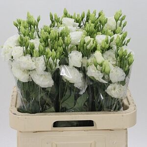 Eustoma Alissa Pure White 70 cm – produkt Uviažto