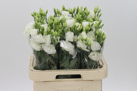 Eustoma Alissa Pure White 70 cm Eustoma Alissa Pure White 70 cm – produkt Uviažto