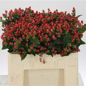 Hypericum Coco Rio Red 50 cm – produkt Uviažto