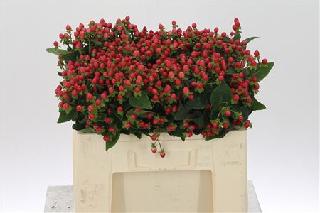 Hypericum Coco Rio Red 50 cm Hypericum Coco Rio Red 50 cm – produkt Uviažto