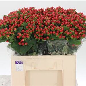 Hypericum Tomato Flair 60 cm – produkt Uviažto