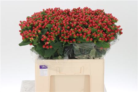 Hypericum Tomato Flair 60 cm – produkt Uviažto