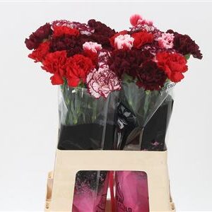 Dianthus Mix Red 65 cm – produkt Uviažto