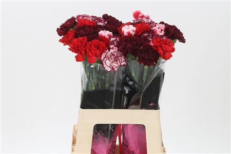 Dianthus Mix Red 65 cm – produkt Uviažto