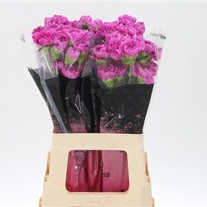 Dianthus Farida 65 cm – produkt Uviažto