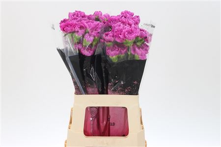Dianthus Farida 65 cm Dianthus Farida 65 cm – produkt Uviažto