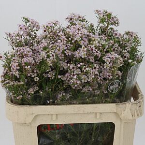 Chamelaucium Katrien 70 cm – produkt Uviažto