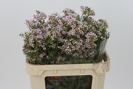 Chamelaucium Katrien 70 cm – produkt Uviažto