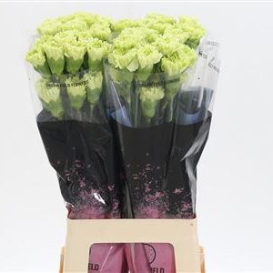 Dianthus Goblin 65 cm – produkt Uviažto