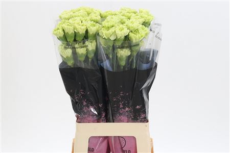 Dianthus Goblin 65 cm Dianthus Goblin 65 cm – produkt Uviažto