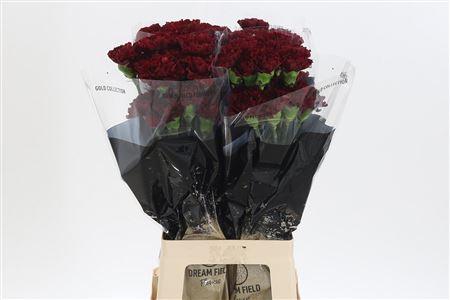 Dianthus Zurigo 65 cm Dianthus Zurigo 65 cm – produkt Uviažto
