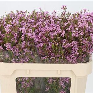 Chamelaucium Kerryn Pink 70 cm – produkt Uviažto