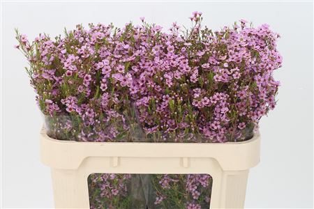Chamelaucium Kerryn Pink 70 cm – produkt Uviažto