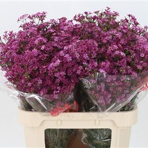 Chamelaucium Purple Rain 80 cm – produkt Uviažto
