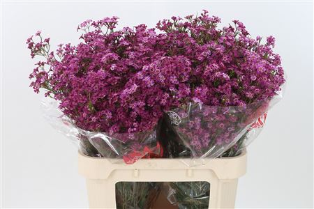 Chamelaucium Purple Rain 80 cm – produkt Uviažto