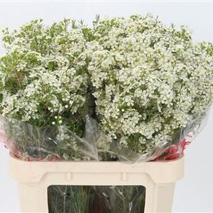 Chamelaucium Ofir White 80 cm – produkt Uviažto