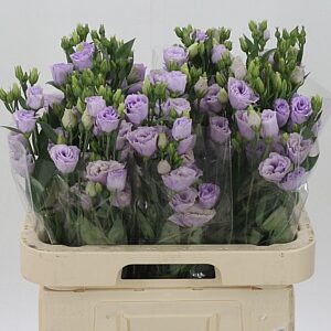 Eustoma Rosita Lavender 70 cm – produkt Uviažto