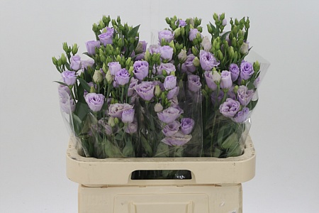 Eustoma Rosita Lavender 70 cm Eustoma Rosita Lavender 70 cm – produkt Uviažto