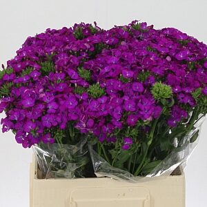Dianthus Barbatus Neon Purple 55 cm – produkt Uviažto