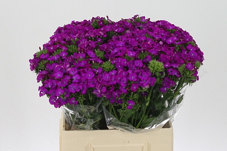 Dianthus Barbatus Neon Purple 55 cm Dianthus Barbatus Neon Purple 55 cm – produkt Uviažto