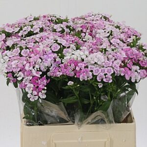 Dianthus Barbatus Pink Amazone 55 cm – produkt Uviažto