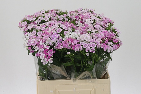 Dianthus Barbatus Pink Amazone 55 cm – produkt Uviažto