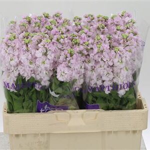 Matthiola Stox Silver 50 cm