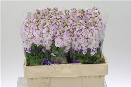 Matthiola Stox Silver 50 cm – produkt Uviažto