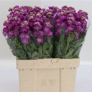 Matthiola Stox Deep Rose 57 cm
