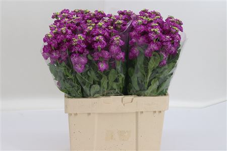 Matthiola Stox Deep Rose 57 cm – produkt Uviažto