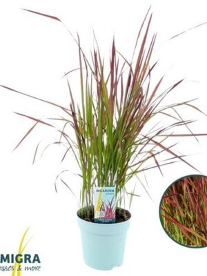 Imperata Cylindrica Red Baron – produkt Uviažto