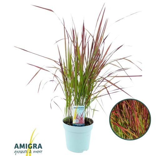 4e7f7fb9-43e6-4748-9161-9cf153cc2982 Imperata Cylindrica Red Baron – produkt Uviažto