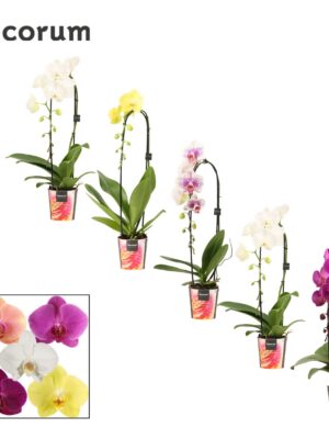 Orchidea Phalaenopsis Cascade Mix 1 stonka – produkt Uviažto
