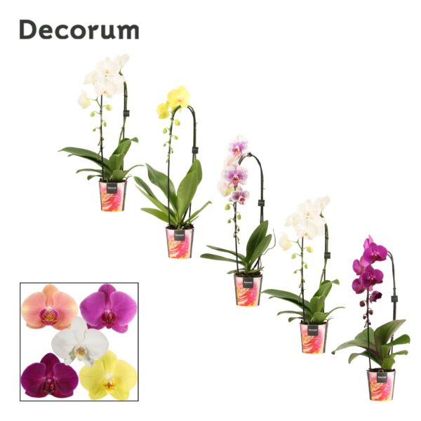 Orchidea Phalaenopsis Cascade Mix 1 stonka – produkt Uviažto